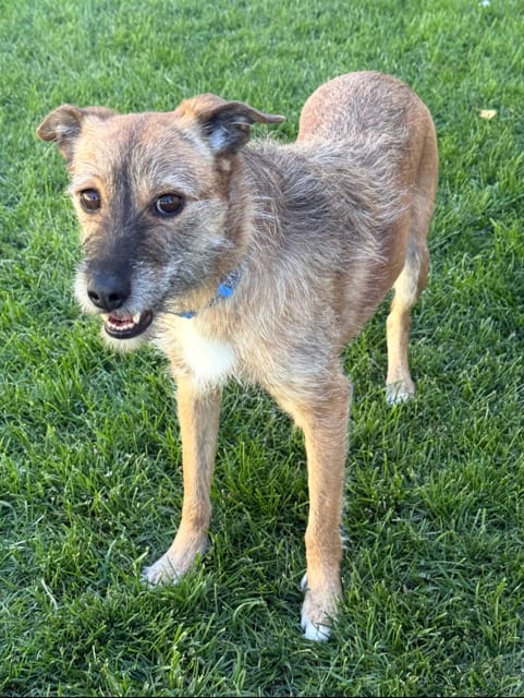 Photo of Rue, adoptable Terrier in MIDWAY, Utah