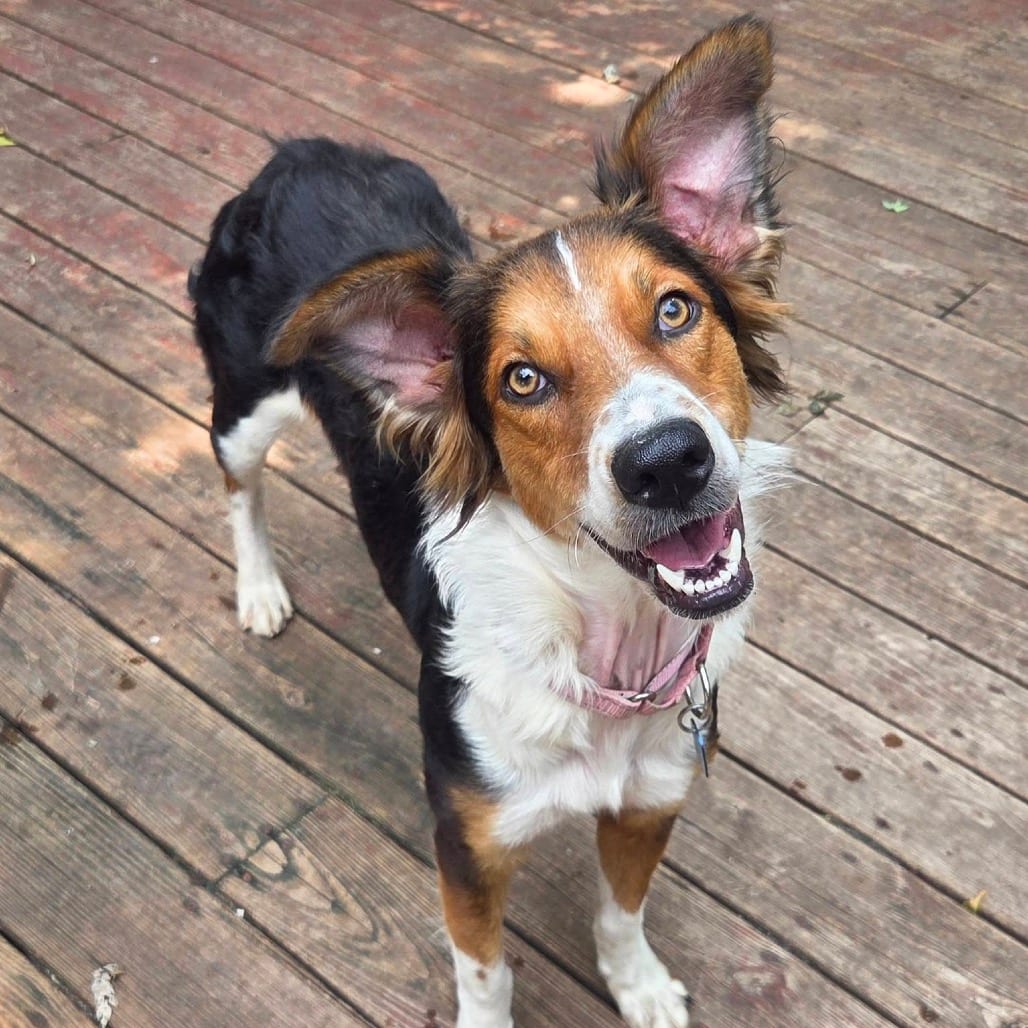 Photo of Cookie, adoptable Collie, Border / Hound in Buffalo, Minnesota
