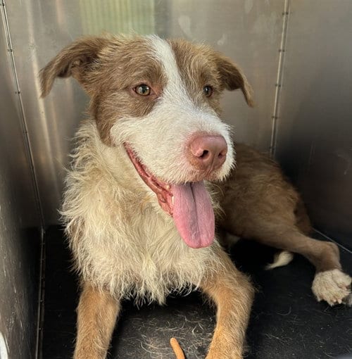 Photo of Cornelius, adoptable Terrier in Pearland, Texas