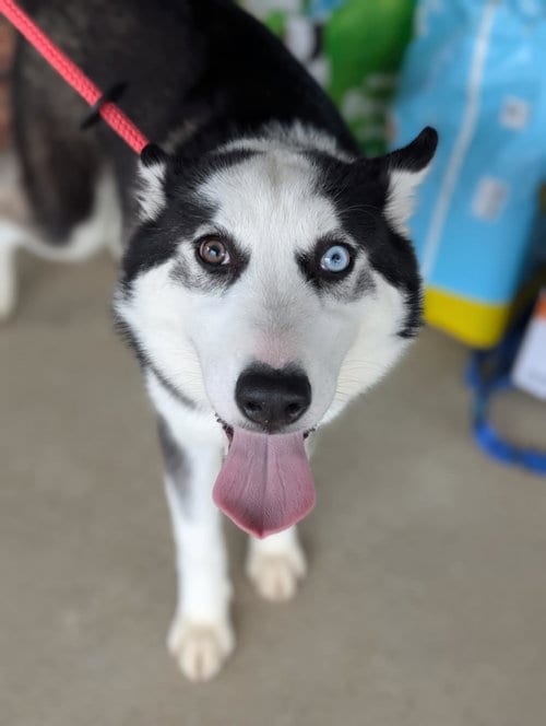 Photo of Ginger (Husky), adoptable Husky in Holly Springs, North Carolina