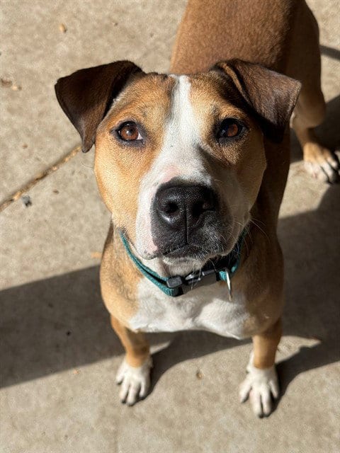Photo of Roo, adoptable American Pit Bull Terrier in South Lake Tahoe, California