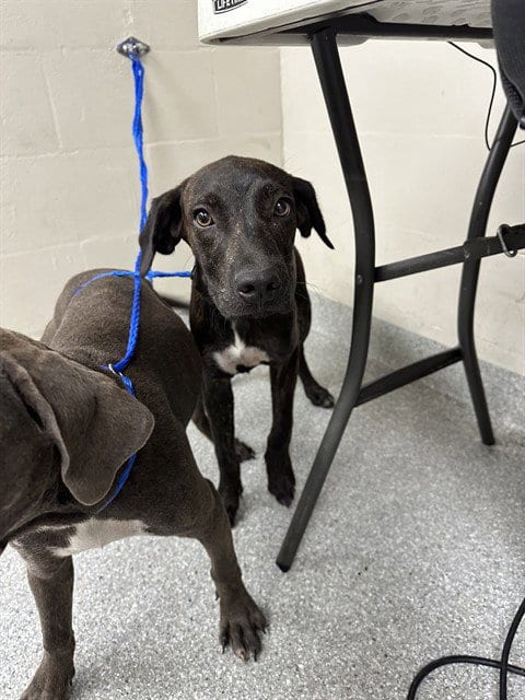 Photo of Vixon, adoptable American Pit Bull Terrier in Pasadena, Texas
