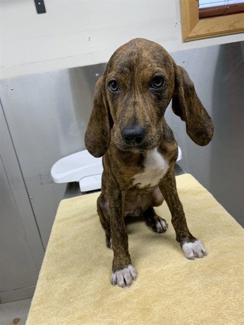 Photo of Baize, adoptable Plott Hound in Fairbanks, Alaska