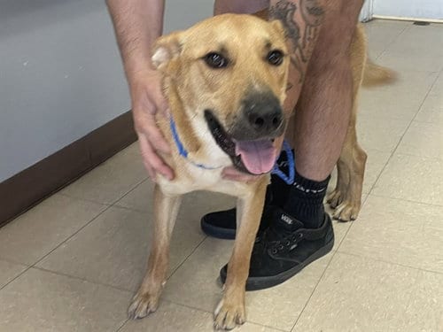 Photo of Ranger, adoptable German Shepherd Dog in Killeen, Texas