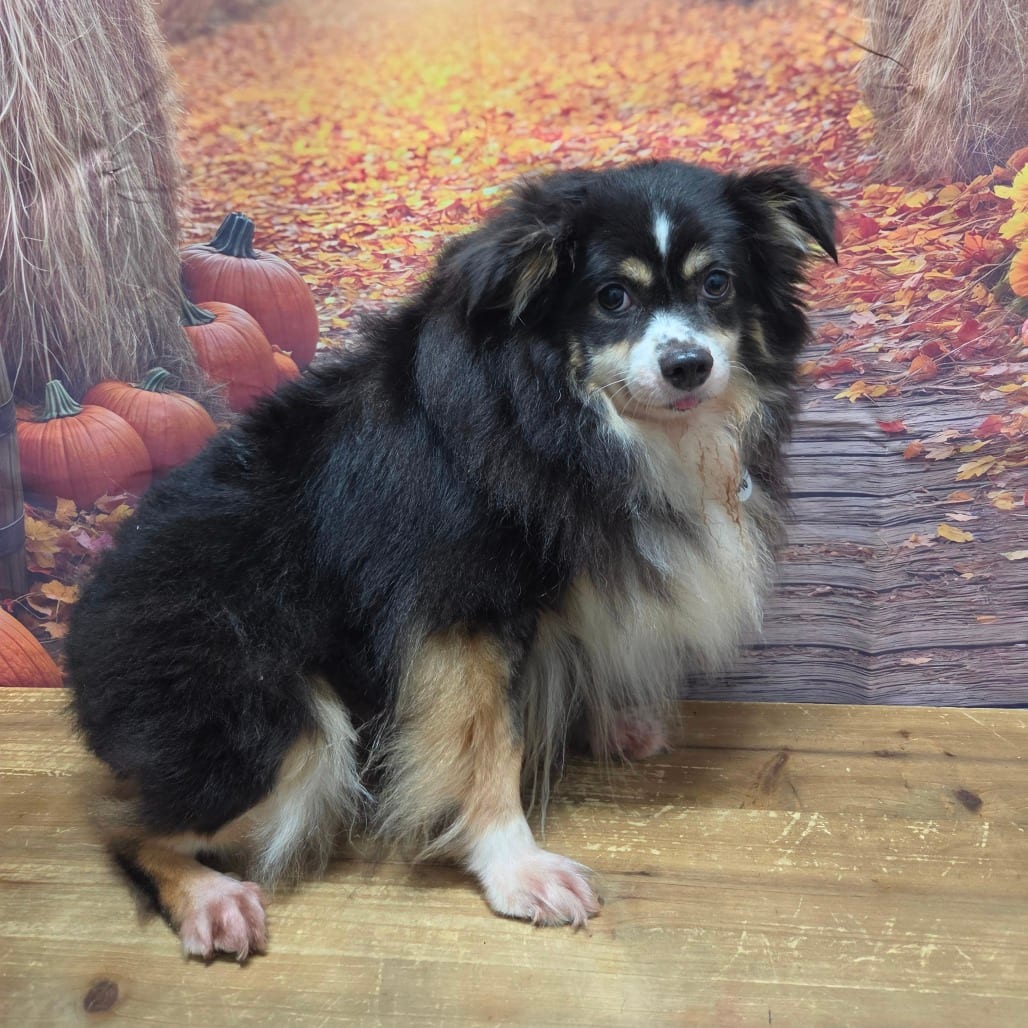 Photo of Bindi, adoptable Shepherd, Australian in Normal, Illinois
