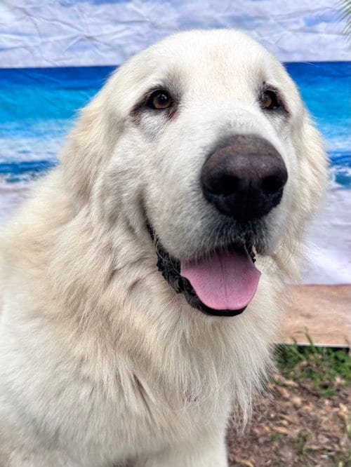Photo of Jerome, adoptable Great Pyrenees in Spring, Texas
