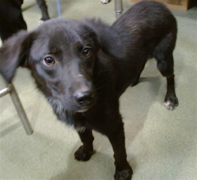 Photo of Senior Retriever, adoptable Retriever in Devore, California