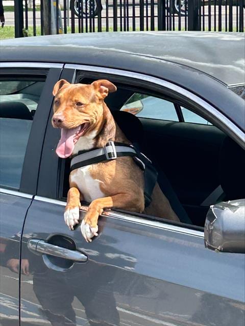 Photo of Penny, adoptable Pit Bull Terrier in Stockton, California