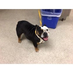 Photo of Valentine, adoptable English Bulldog in Jurupa Valley, California
