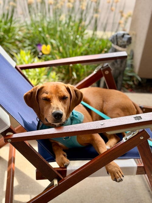 Photo of Woodford, adoptable Terrier in Mundelein, Illinois