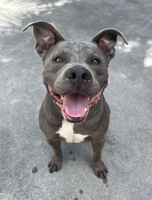 Photo of Shadow, adoptable Bulldog in Miami, Florida