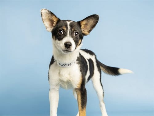Photo of Lila, adoptable Australian Cattle Dog/Blue Heeler in Phoenix, Arizona