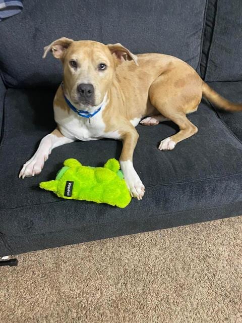 Photo of Kawai, adoptable Catahoula Leopard Dog in Waco, Texas