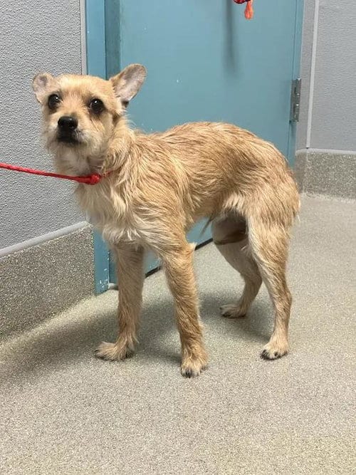 Photo of Pretty Boy, adoptable Terrier in Las Vegas, Nevada