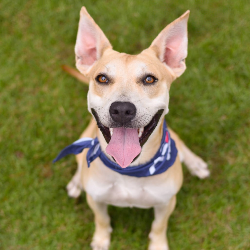 Photo of Finn, adoptable Mixed Breed (Medium)