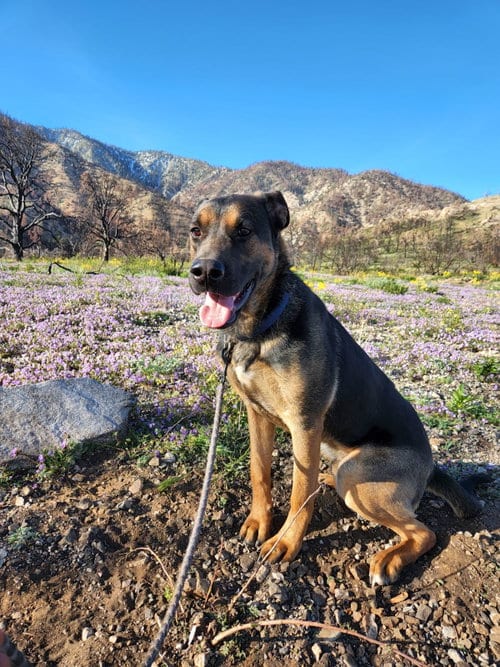 Photo of Buster, adoptable Staffordshire Bull Terrier in Marina Del Rey, California