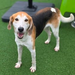 Photo of Harry Styles, adoptable Hound (Unknown Type) in Chatham, Virginia