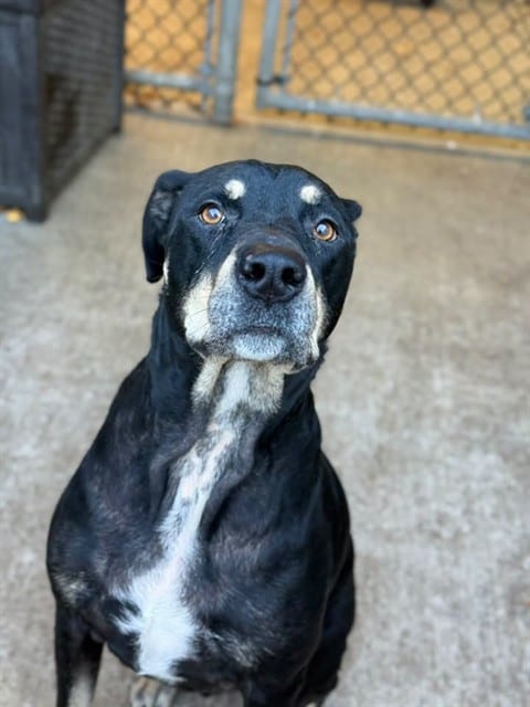 Photo of Atticus, adoptable Rottweiler mix in Chicago, Illinois