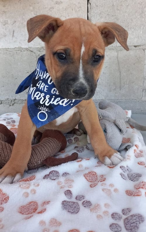 Photo of Puppy Winston, adoptable Pit Bull Terrier in Chula Vista, California