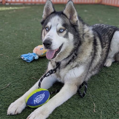 Photo of Thunder, adoptable Siberian Husky in Las Vegas, Nevada