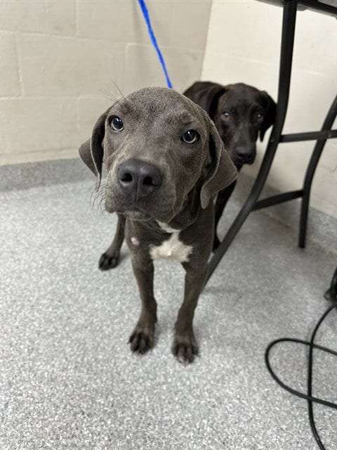 Photo of Elektra, adoptable American Pit Bull Terrier in Pasadena, Texas