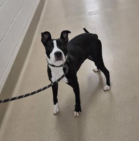 Photo of Sugar, adoptable Pit Bull Terrier in Decatur, Illinois