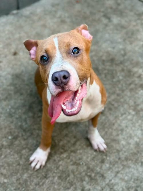 Photo of Silly Putty, adoptable Pit Bull Terrier in Crete, Illinois