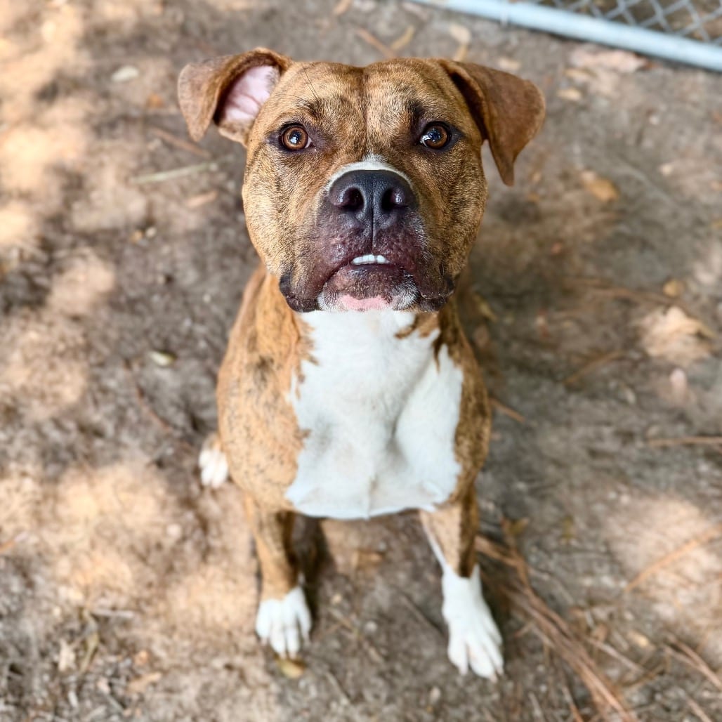 Photo of Lambo, adoptable Mixed Breed (Medium) in Milton, Florida