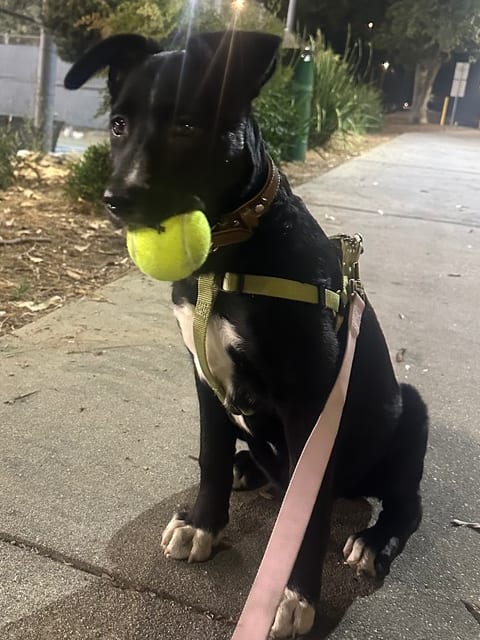 Photo of Oreo, adoptable Border Collie in Dana Point, California
