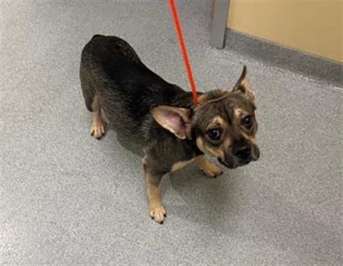 Photo of Fallon, adoptable French Bulldog in Orange, California