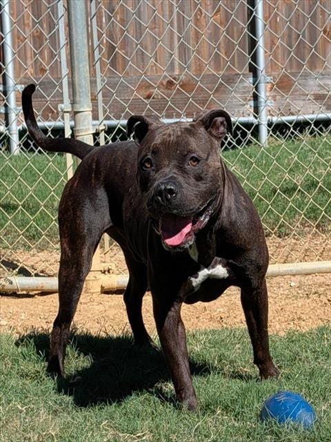Photo of Jack, adoptable Pit Bull Terrier in Plano, Texas