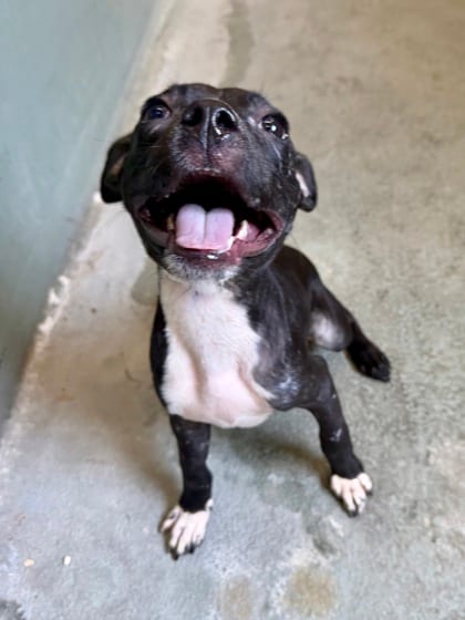 Photo of Toby Maguire (Underdog), adoptable Terrier in New Orleans, Louisiana