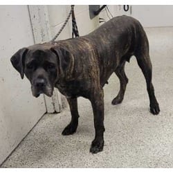 Photo of Angel, adoptable Presa Canario in Kansas City, Missouri