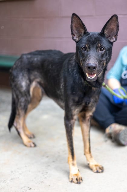 Photo of Roxanne, adoptable dog in Chamblee, Georgia