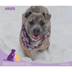 Photo of Aries, adoptable American Pit Bull Terrier in Eighty Four, Pennsylvania