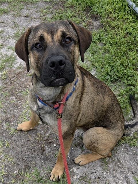 Photo of Houston, adoptable Boxer in Fort Lauderdale, Florida