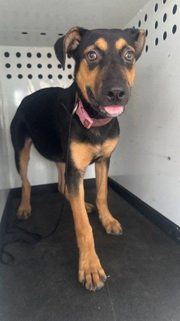 Photo of A171404, adoptable Rottweiler in Bakersfield, California