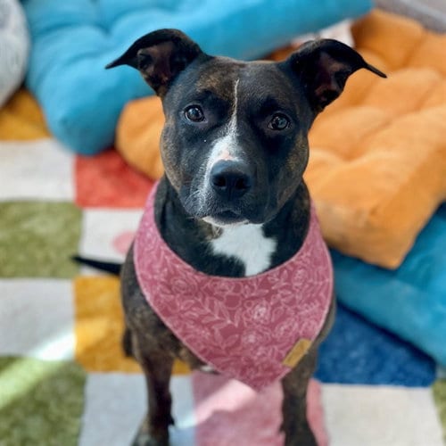 Photo of Malloree, adoptable American Pit Bull Terrier in Edmond, Oklahoma