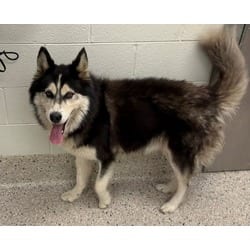 Photo of Quinn, adoptable Alaskan Malamute in Brighton, Colorado