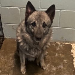 Photo of Nathan 5014, adoptable Norwegian Elkhound in Loxahatchee, Florida