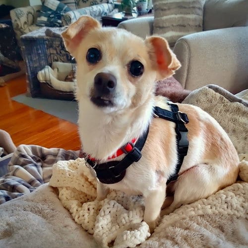 Photo of Raya (MD), adoptable Rat Terrier in Atlanta, Georgia
