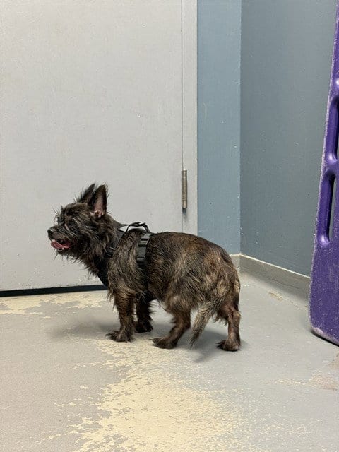 Photo of Kylo, adoptable Chihuahua in Tallahassee, Florida