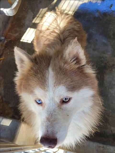 Photo of Arby, adoptable Siberian Husky in Los Angeles, California