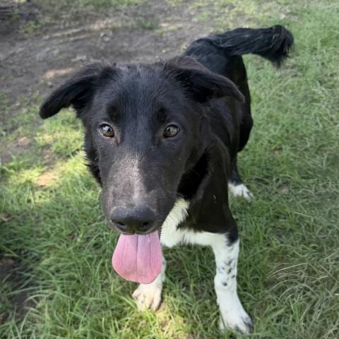 Photo of BO, adoptable German Shepherd Dog in Conroe, Texas