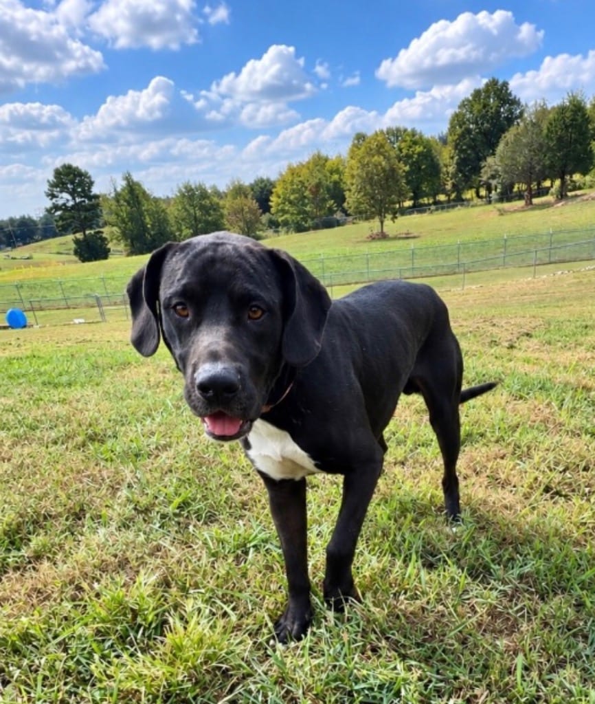 Photo of Dirty Dan, adoptable Great Dane in Chickamauga, Georgia