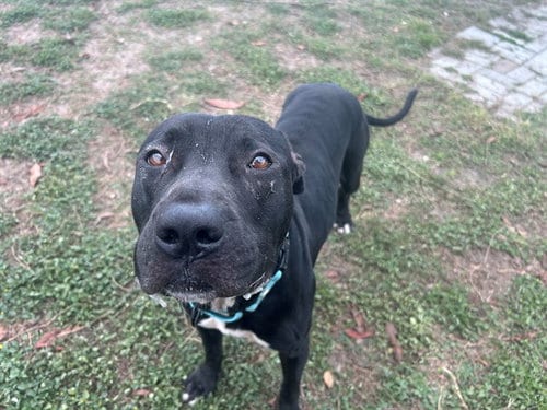 Photo of Chloe, adoptable American Staffordshire Terrier in Ocala, Florida