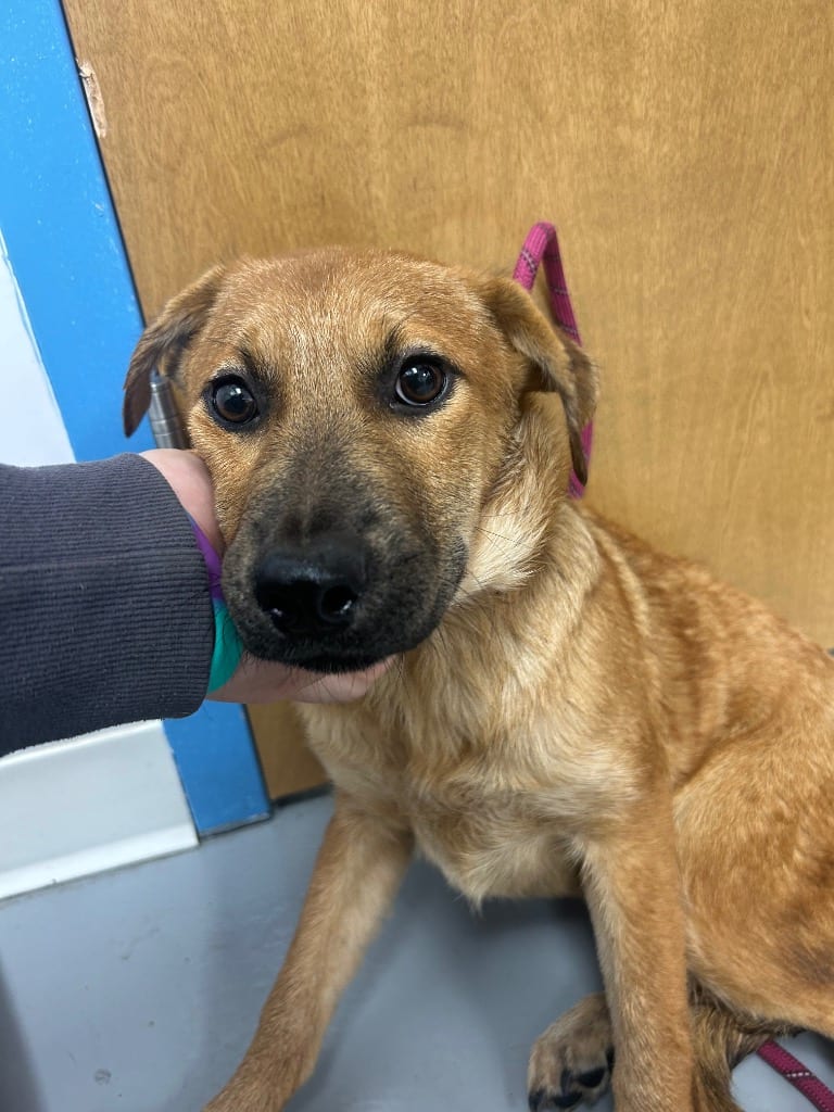 Photo of Faith (Fx3), adoptable Shepherd in Hartsville, South Carolina