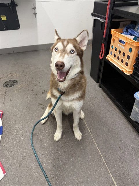 Photo of Teddy, adoptable Husky in Mesa, Arizona