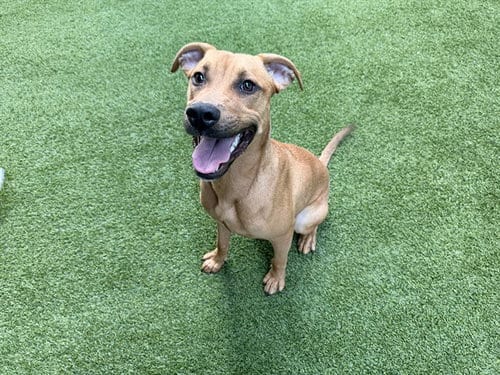 Photo of Fido, adoptable Pit Bull Terrier in Garland, Texas