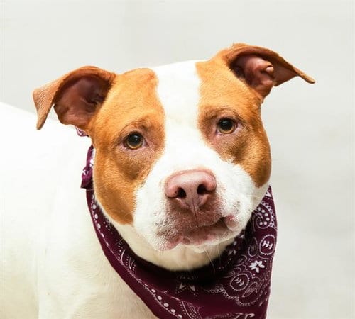 Photo of Coco, adoptable Terrier in Sanford, Florida
